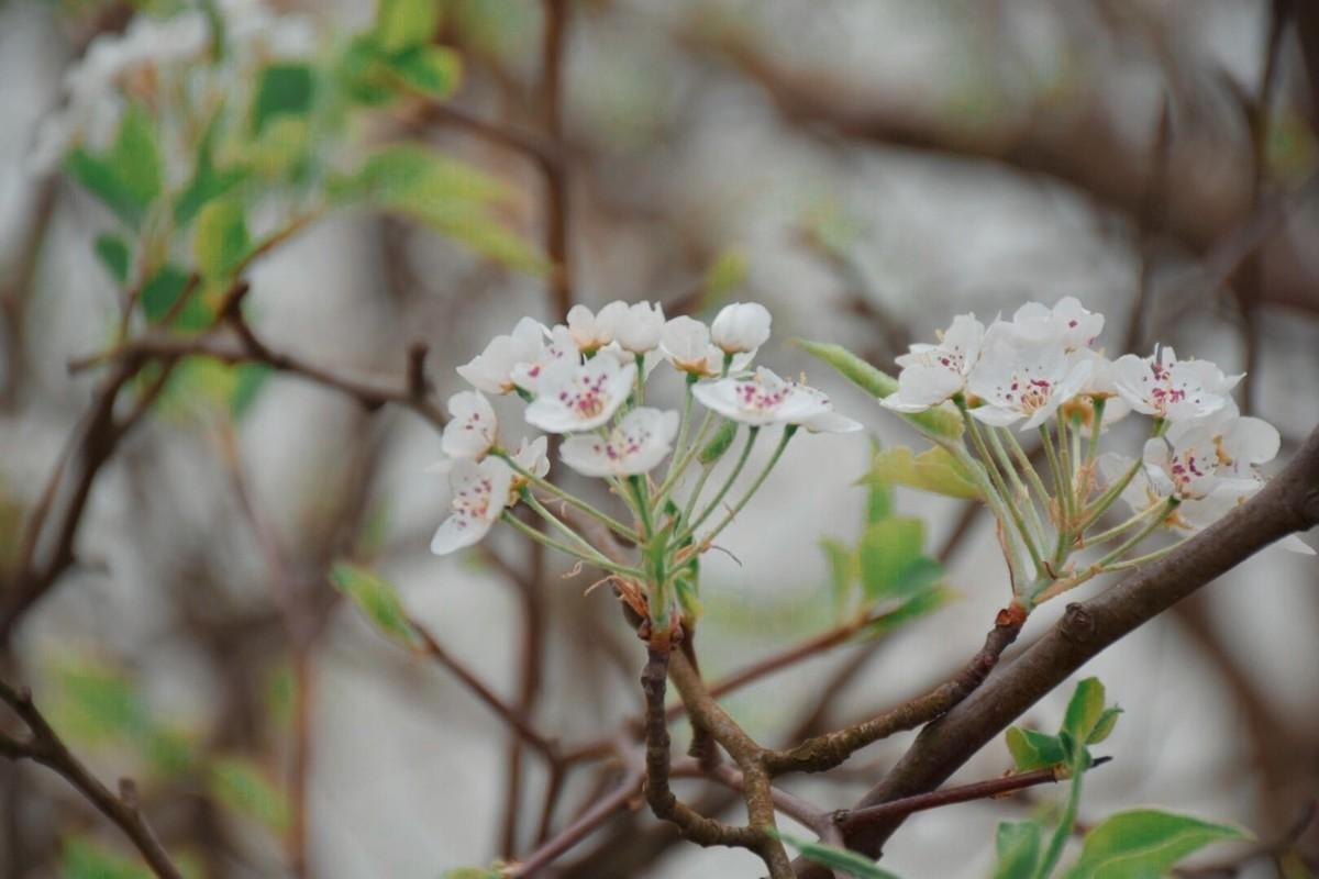 芾字的读音与含义解析