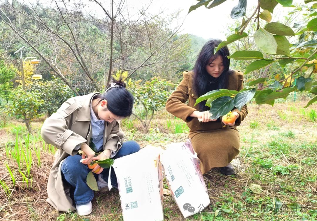 脆柿人工脱涩方法详解及操作指南