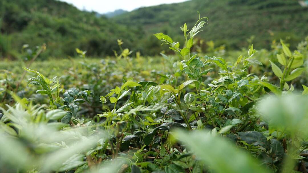 莓茶树的韵味，高清展现自然之美