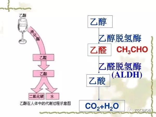 绿色化学的新希望，替代脱氢乙酸的新路径探索