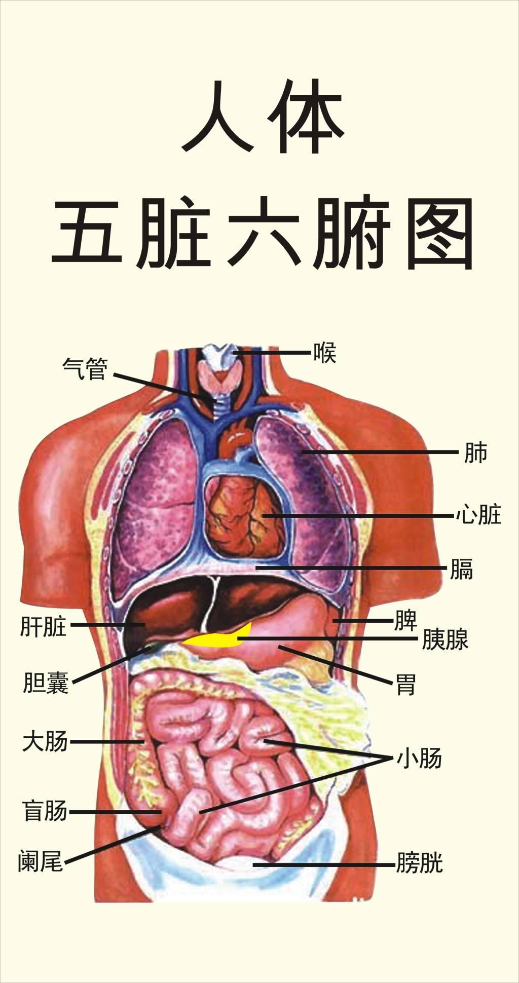 手工艺之奇迹，女生编织五脏六腑的绳艺生命象征