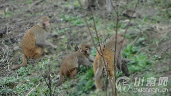 四川猴子成群毁庄稼，挑战与应对策略