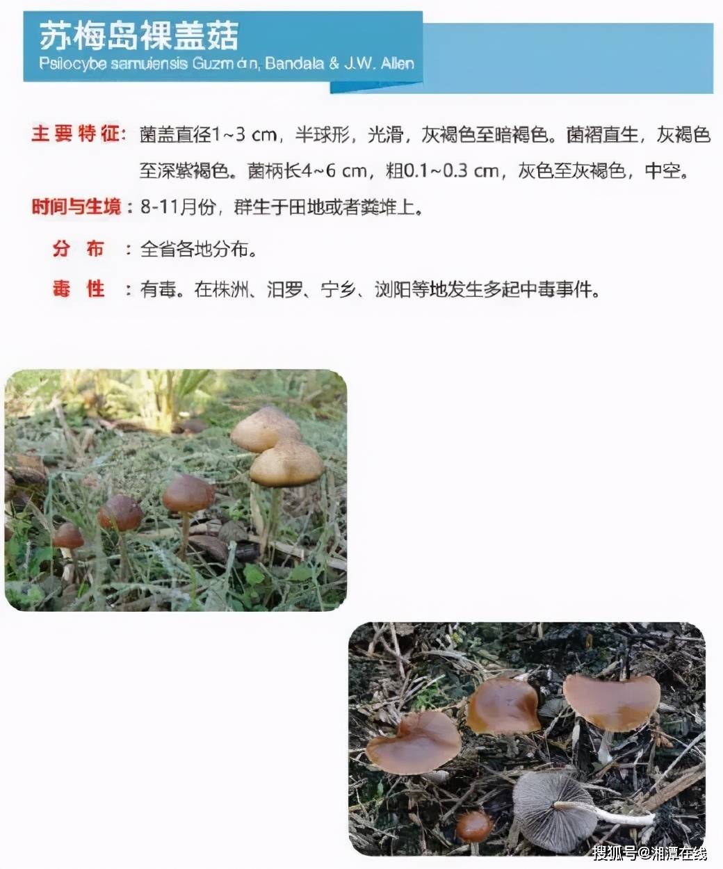 湘潭泥鳅案药残超标揭示产业乱象，九人被捕引发食品安全治理呼声