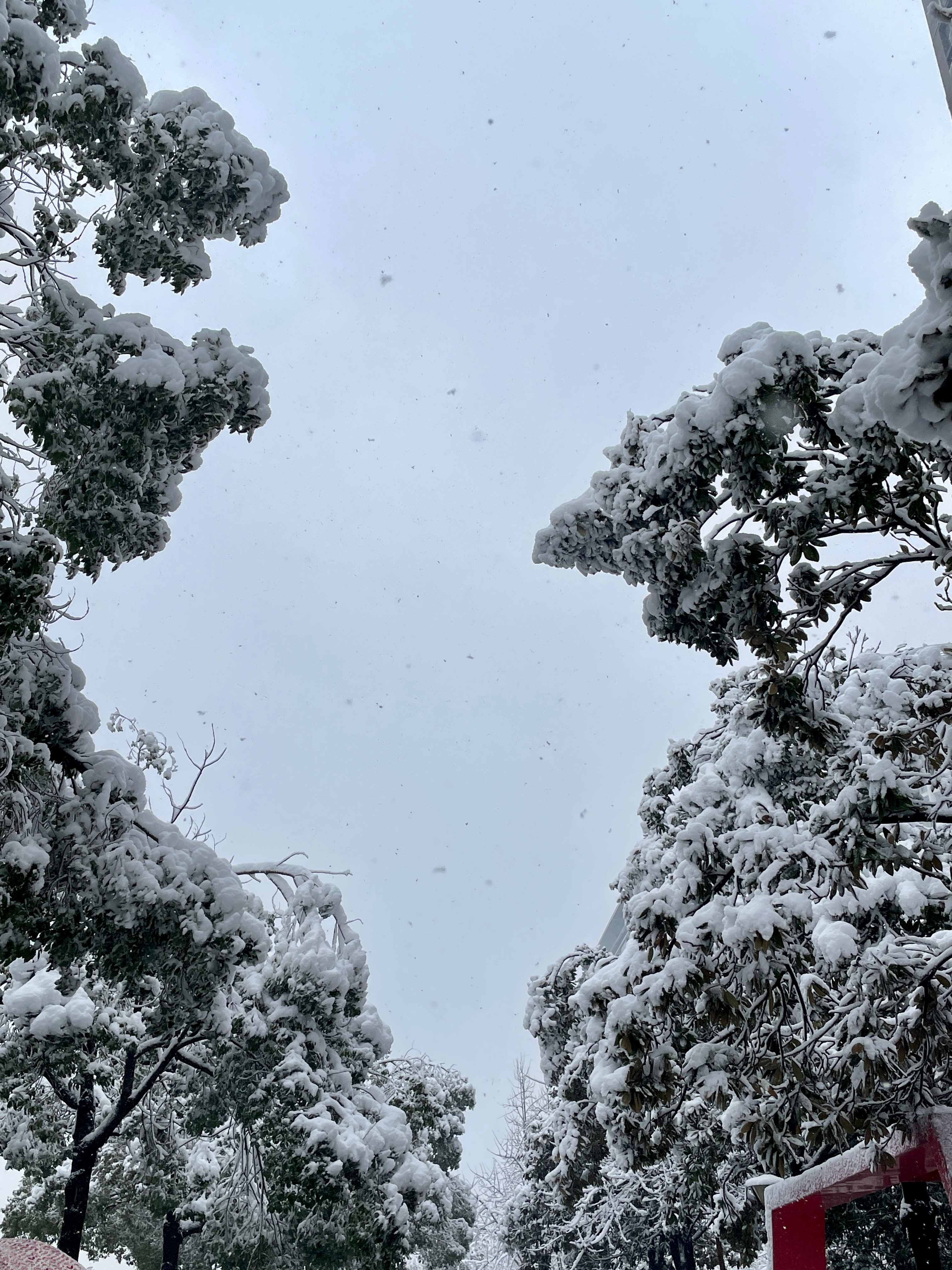 长沙瑞雪纷飞