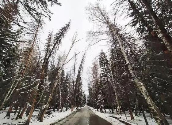 新疆雪后树影，生命的坚韧与自然的和谐