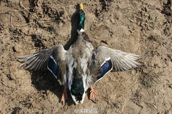 重庆公园锦鲤大量死亡背后的真相，人为投毒悲剧揭秘