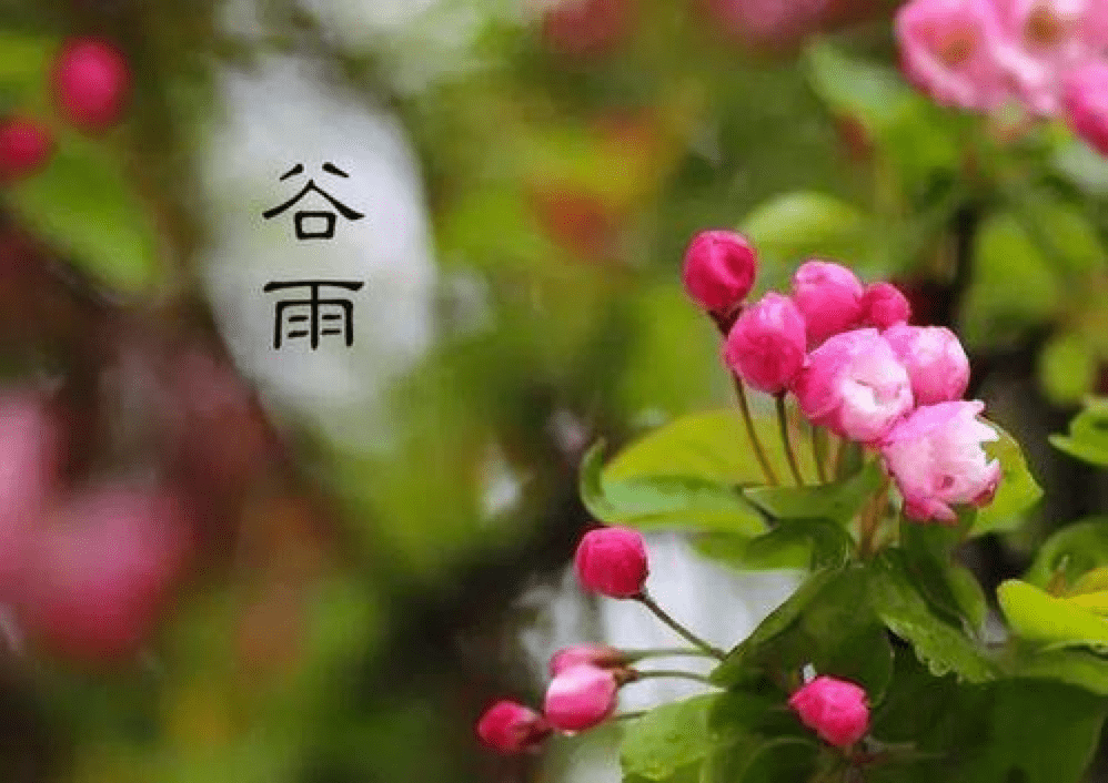 杨紫，谷雨花开中的美好时光