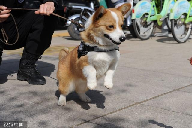 柯基警犬福仔荣获年度逆天改命大奖，英勇事迹与卓越贡献的荣耀见证