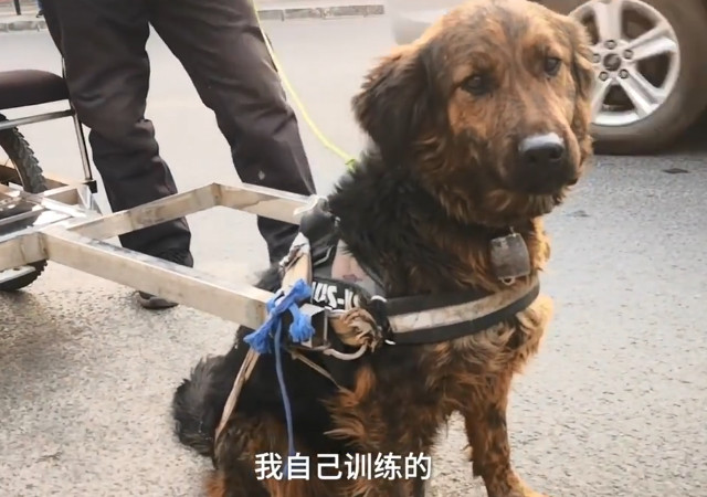 老人背狗离开，高铁禁犬背后的爱与责任故事