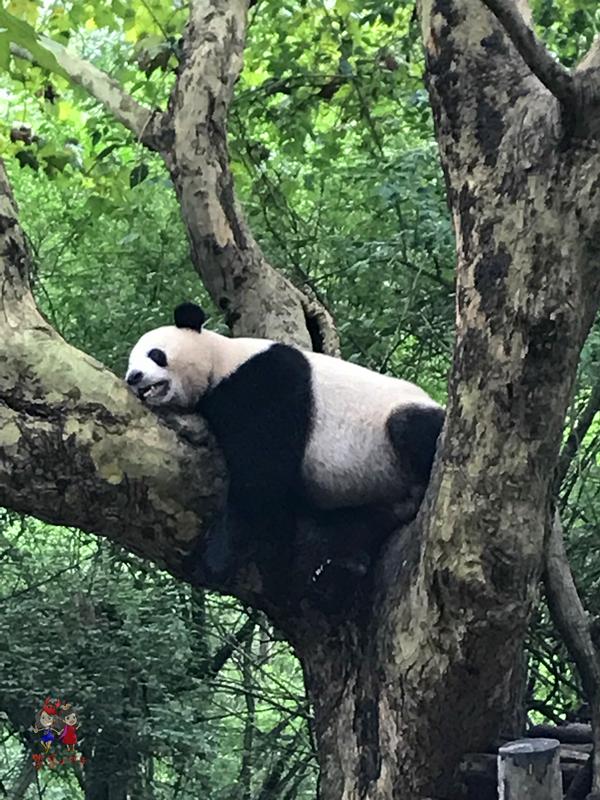 她在树上寻找那一圈人的踪迹