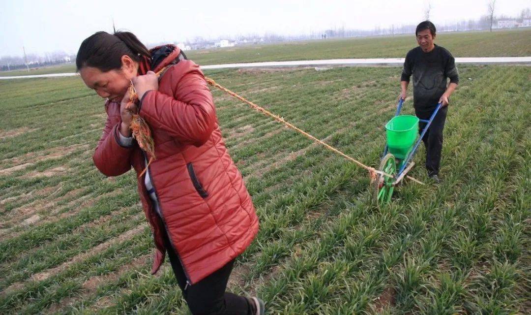 女子浇地后小麦全冻住的原因及应对之策探究