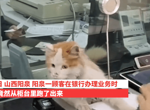 银行窗口惊现猫咪背后的真相与反思