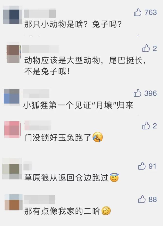 央视直播意外焦点，小狐狸抢镜瞬间