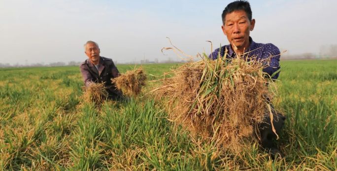 河南麦苗被铲除事件引发深思，村干部停职处理通报出炉