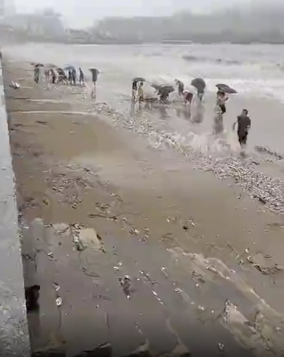 揭秘潍坊海面梭鱼冻住现象，数量庞大，根本捡不完