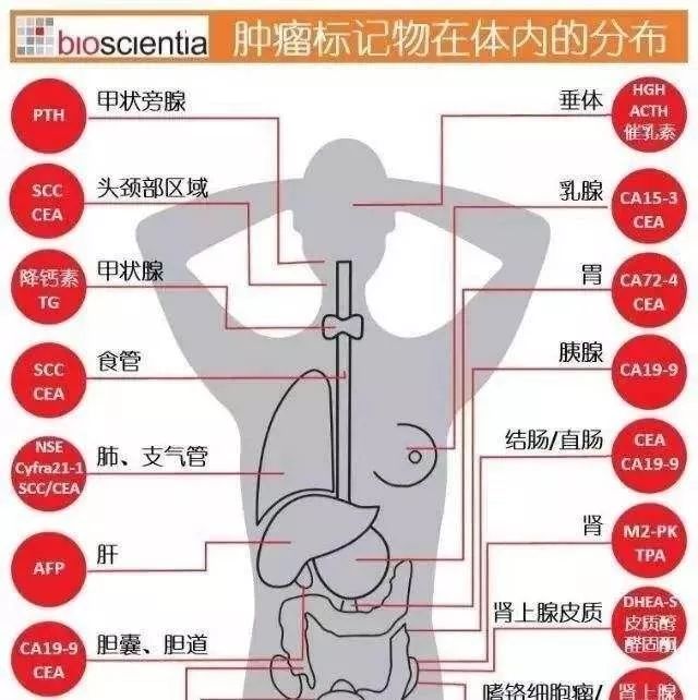 体检中常见的肿瘤标志物简介