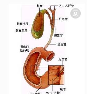 医生签名背后的真相，未患癌却被切胆囊事件揭秘