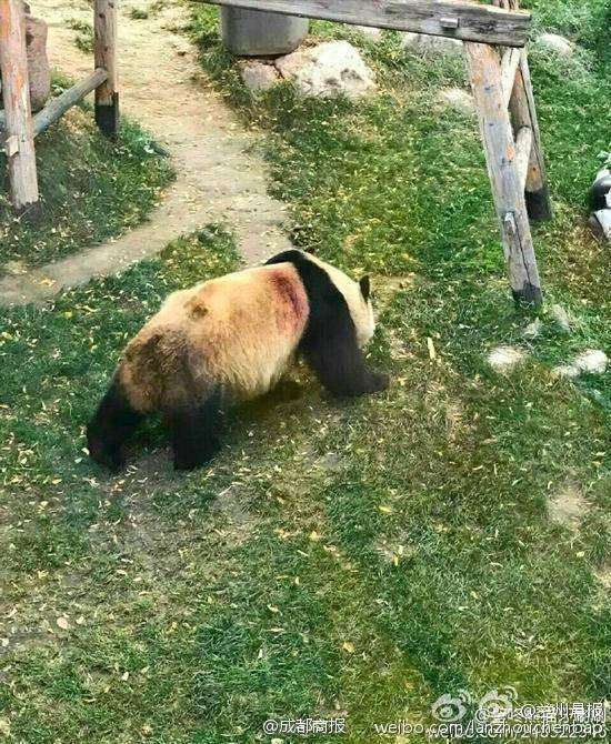 大熊猫宝力背上的伤痕与洞穴真相探究，揭秘背后的秘密