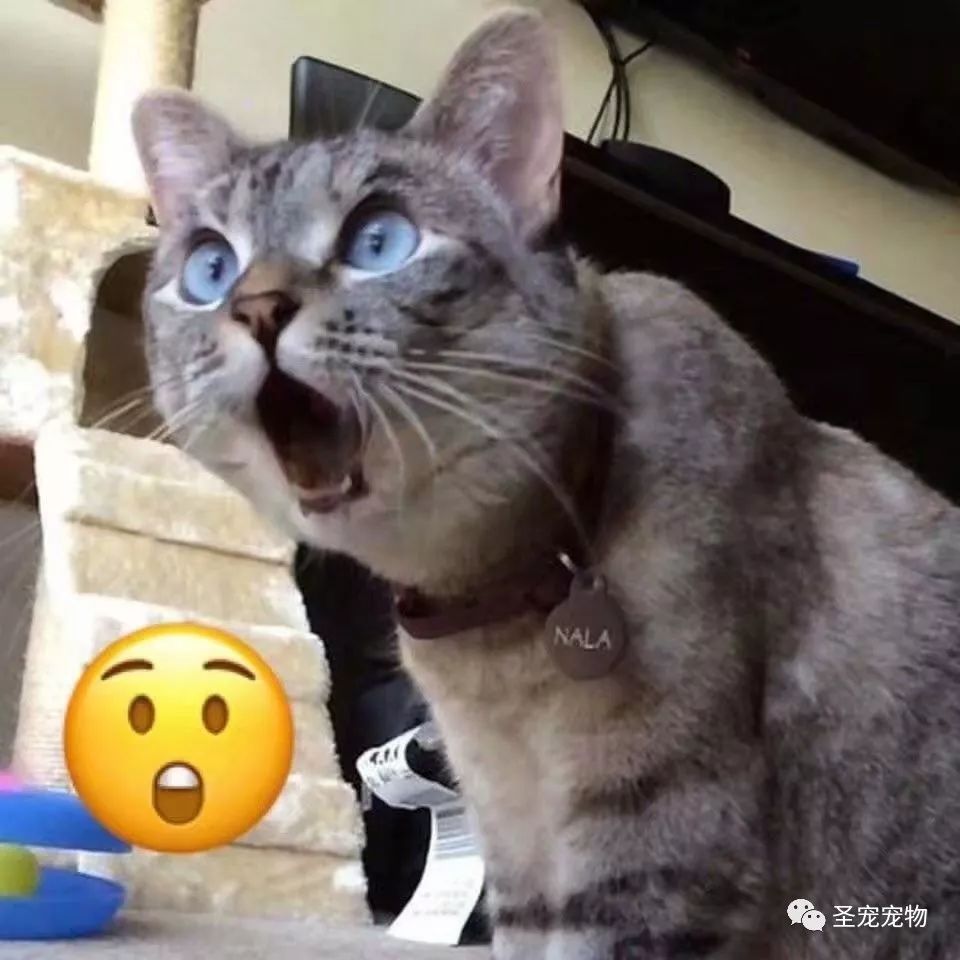 西园寺击掌猫猫情感波动引发关注，探寻猫咪情绪之谜