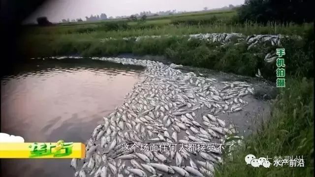 鱼塘突发大坑，生态灾难瞬间降临——水和鱼瞬间消失